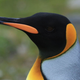 Un ejemplar de pingüino rey.
Foto: Liam Quinn (Wikimedia Commons)